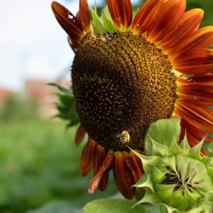whatwegrow-sunflower
